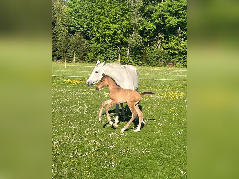 Deutsches Sportpferd Hengst  Hellbrauner in Berg