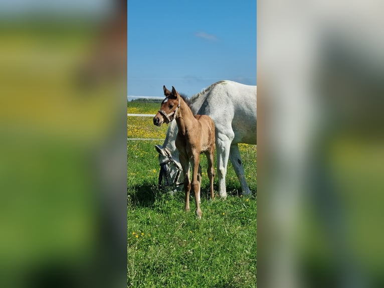 Deutsches Sportpferd Hengst  Hellbrauner in Berg