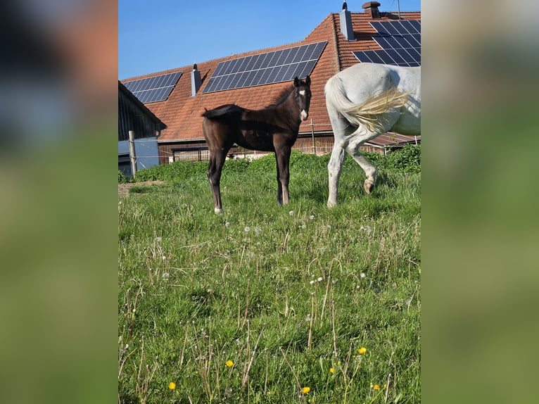 Deutsches Sportpferd Hengst  Kann Schimmel werden in Ettenbeuren