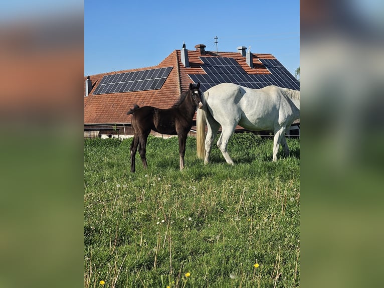 Deutsches Sportpferd Hengst  Kann Schimmel werden in Ettenbeuren