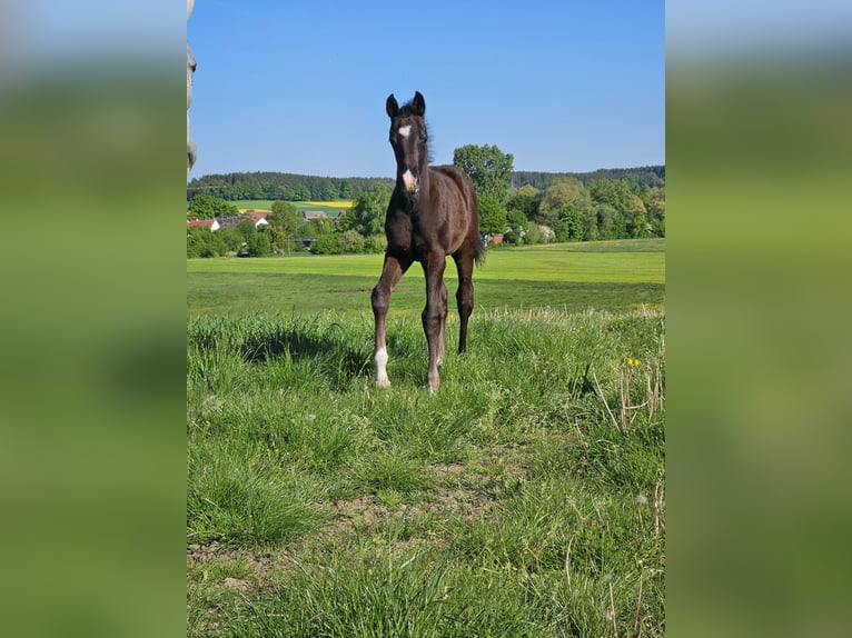 Deutsches Sportpferd Hengst  Kann Schimmel werden in Ettenbeuren