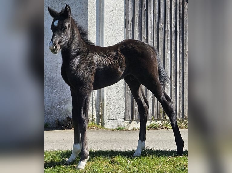 Deutsches Sportpferd Hengst  Kann Schimmel werden in Ettenbeuren