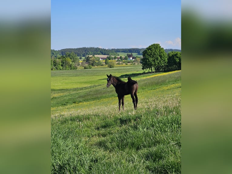 Deutsches Sportpferd Hengst  Kann Schimmel werden in Ettenbeuren