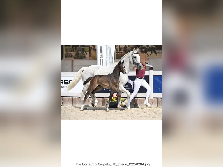 Deutsches Sportpferd Hengst  Kann Schimmel werden in Tuttlingen