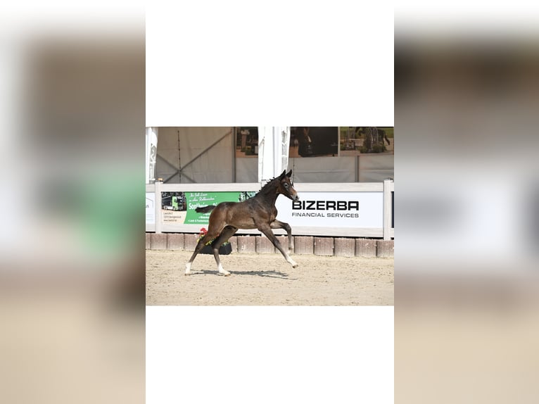 Deutsches Sportpferd Hengst  Kann Schimmel werden in Tuttlingen