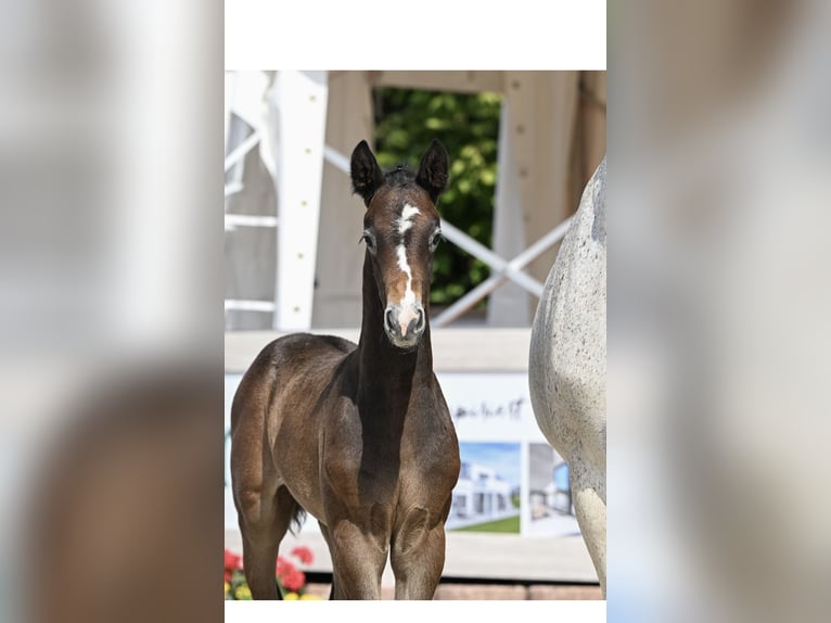 Deutsches Sportpferd Hengst  Kann Schimmel werden in Tuttlingen