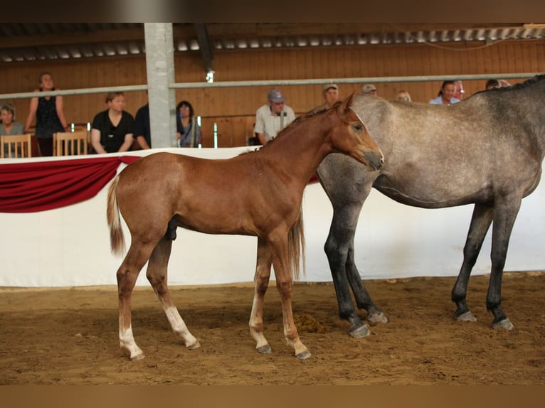 Deutsches Sportpferd Hengst Fohlen (03/2025) Kann Schimmel werden in Rudolstadt