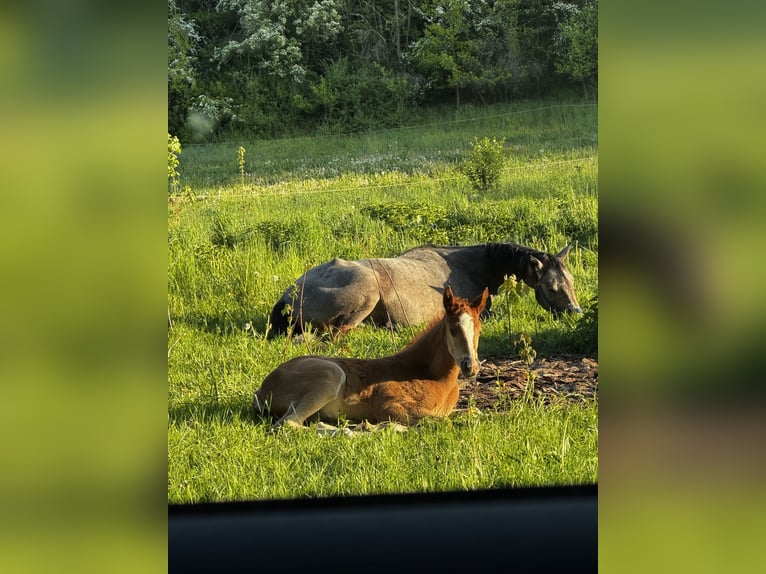 Deutsches Sportpferd Hengst Fohlen (03/2025) Kann Schimmel werden in Rudolstadt