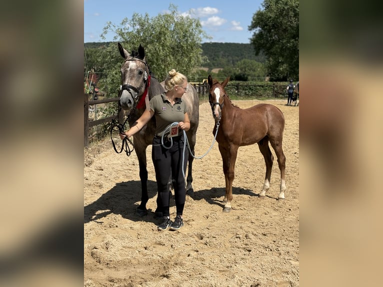 Deutsches Sportpferd Hengst Fohlen (03/2025) Kann Schimmel werden in Rudolstadt