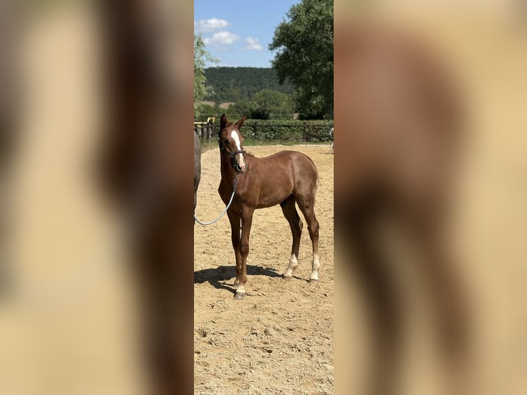 Deutsches Sportpferd Hengst Fohlen (03/2025) Kann Schimmel werden in Rudolstadt