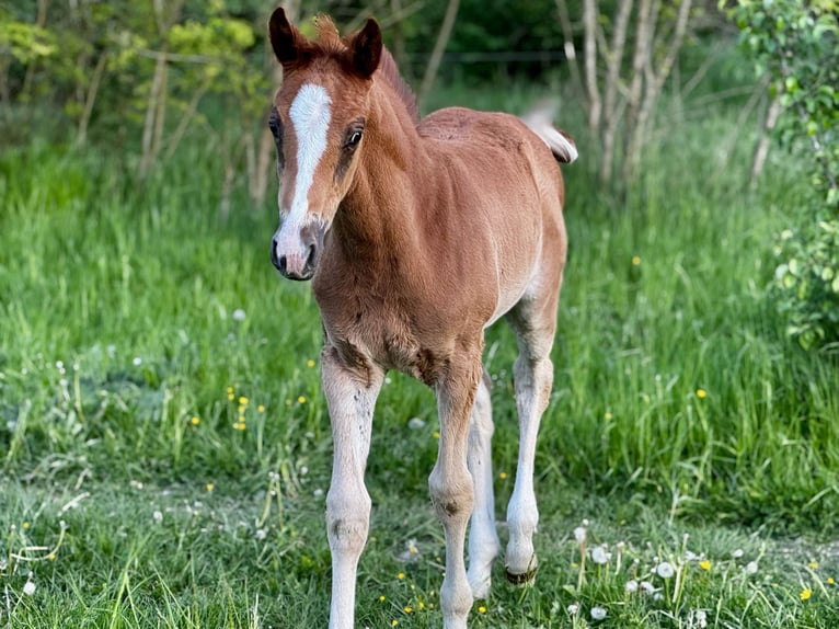 Deutsches Sportpferd Hengst Fohlen (03/2025) Kann Schimmel werden in Rudolstadt