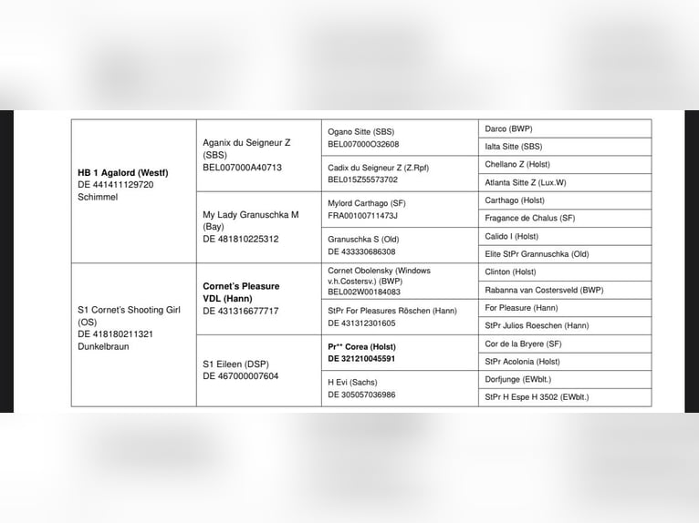 Deutsches Sportpferd Hengst Fohlen (03/2025) Kann Schimmel werden in Rudolstadt