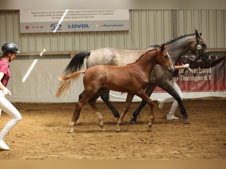 Deutsches Sportpferd Hengst Fohlen (03/2025) Kann Schimmel werden in Rudolstadt