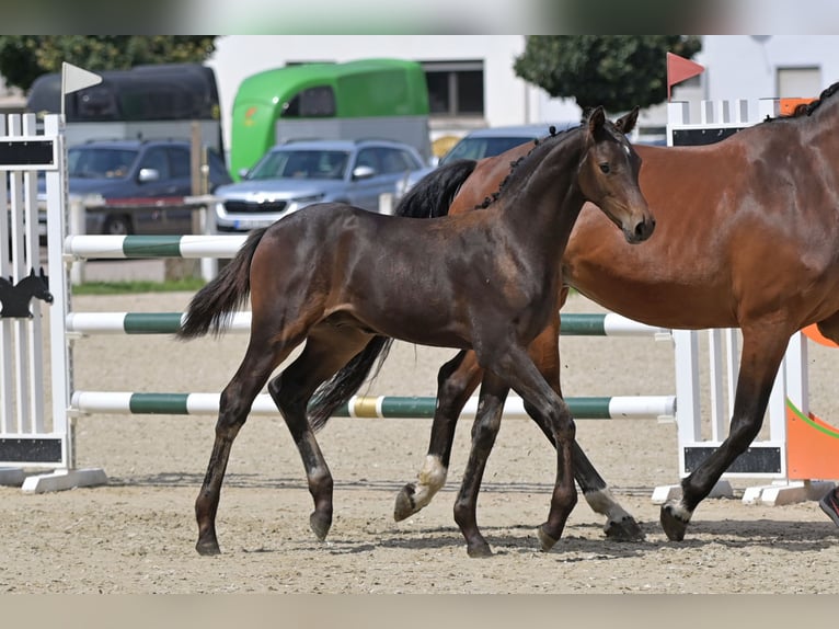 Deutsches Sportpferd Hengst Fohlen (05/2025) Kann Schimmel werden in Homburg