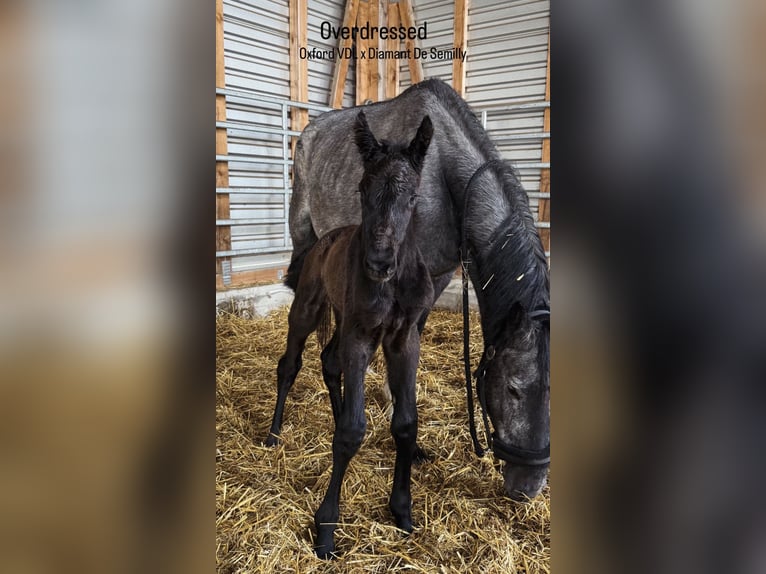 Deutsches Sportpferd Hengst Fohlen (03/2026) Kann Schimmel werden in Uhlstädt-Kirchhasel