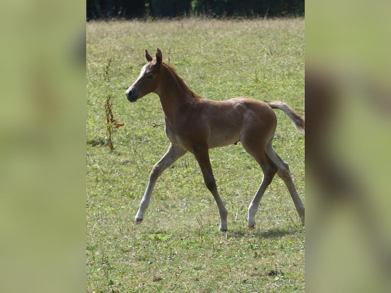 Deutsches Sportpferd Hengst Fohlen (07/2026) Kann Schimmel werden in Lahr/Schwarzwald