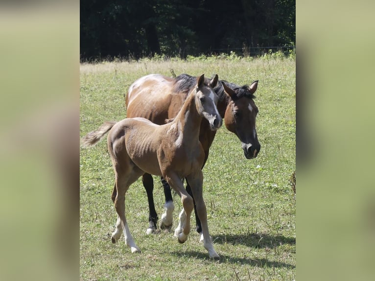 Deutsches Sportpferd Hengst Fohlen (05/2026) Kann Schimmel werden in Lahr/Schwarzwald