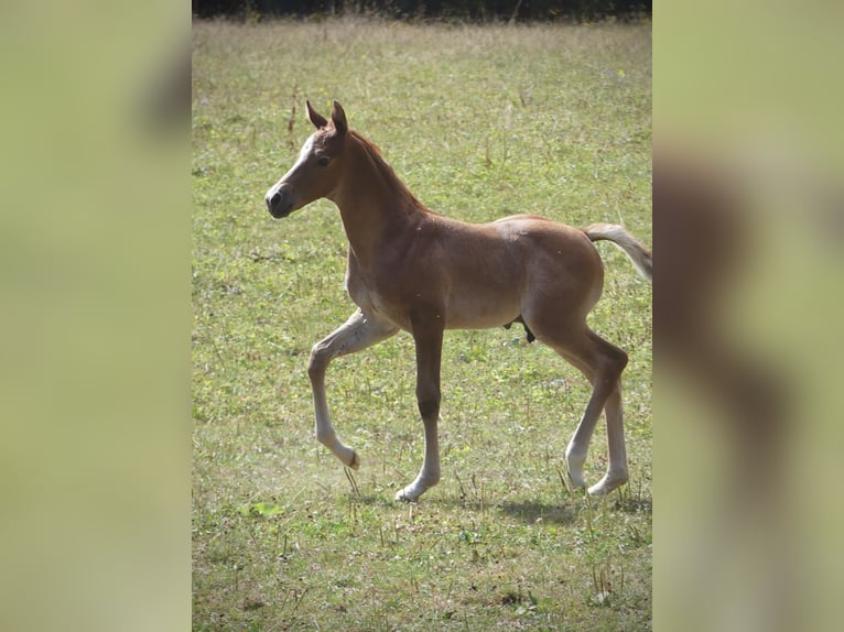 Deutsches Sportpferd Hengst Fohlen (07/2026) Kann Schimmel werden in Lahr/Schwarzwald