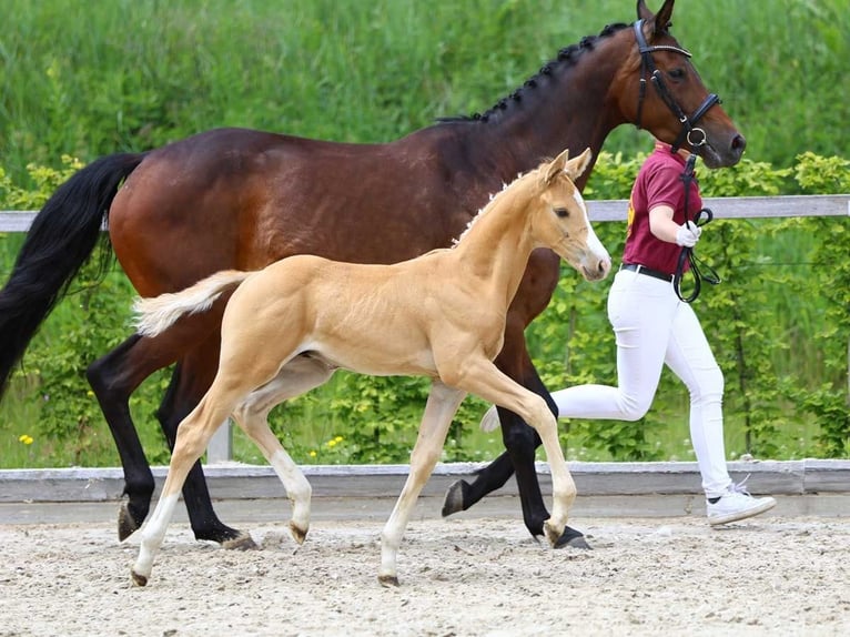 Deutsches Sportpferd Hengst Fohlen (05/2024) Palomino in Dresden