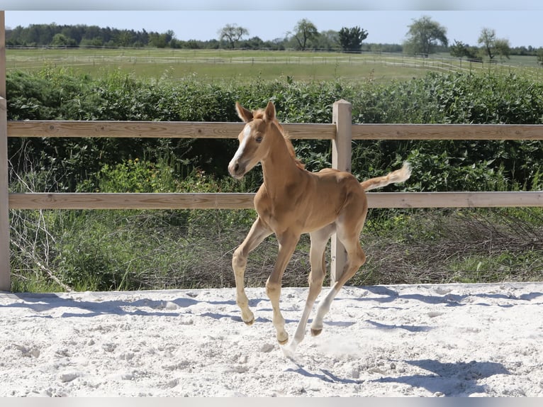 Deutsches Sportpferd Hengst Fohlen (05/2024) Palomino in Dresden