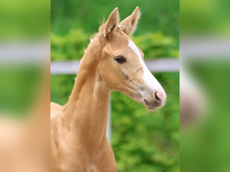 Deutsches Sportpferd Hengst Fohlen (05/2024) Palomino in Dresden