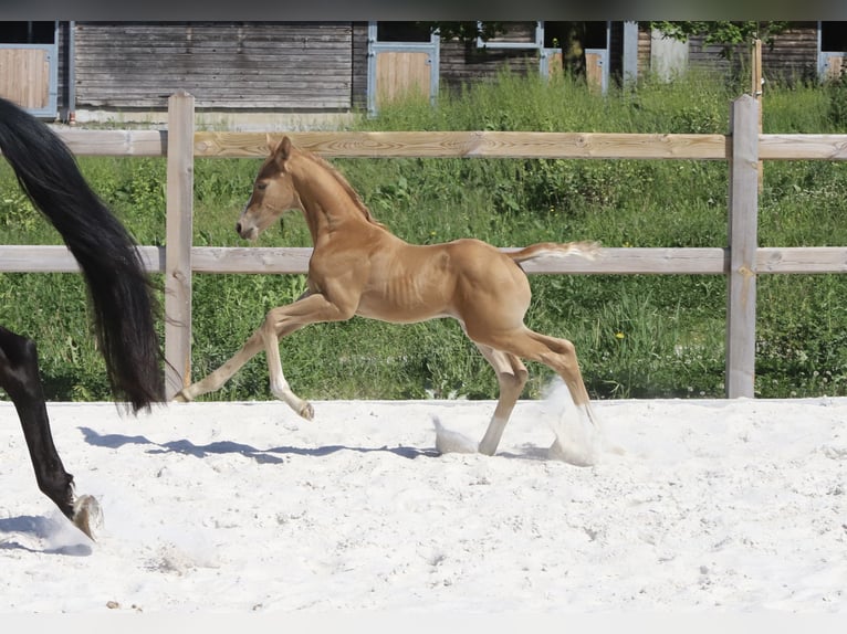 Deutsches Sportpferd Hengst Fohlen (05/2024) Palomino in Dresden