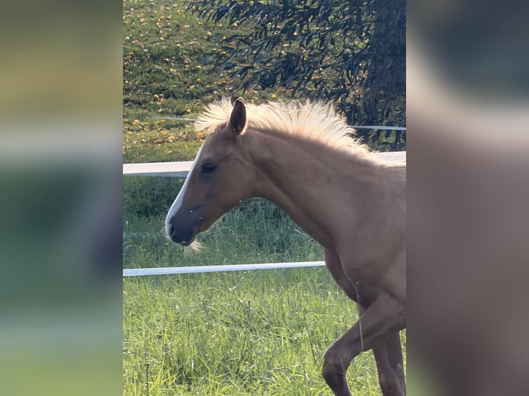 Deutsches Sportpferd Hengst Fohlen (06/2026) Palomino in Recklinghausen