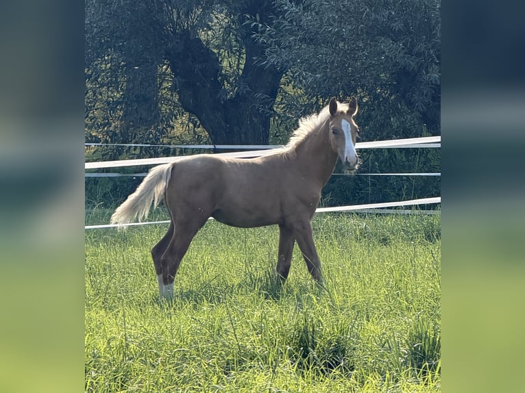 Deutsches Sportpferd Hengst Fohlen (06/2026) Palomino in Recklinghausen