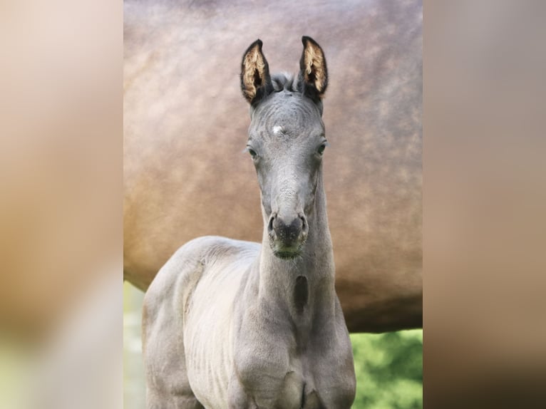 Deutsches Sportpferd Hengst Fohlen (05/2026) Rappe in Börrstadt