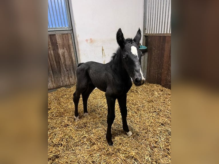 Deutsches Sportpferd Hengst  Rappe in Drackenstein