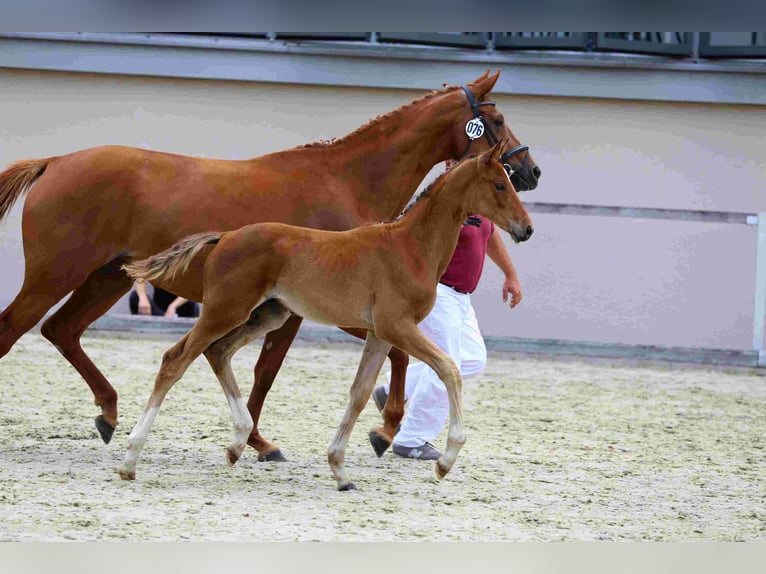 Deutsches Sportpferd Hengst Fohlen (04/2024) Rappe in Moritzburg