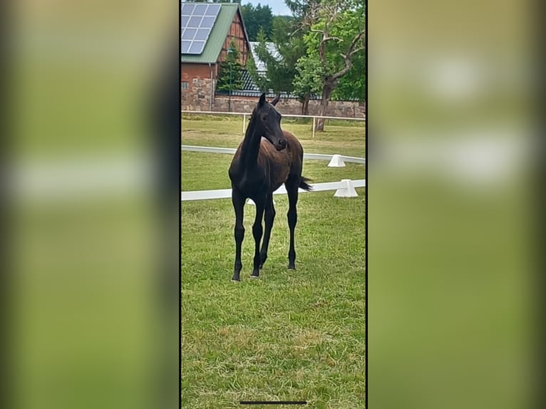 Deutsches Sportpferd Hengst  Rappe in Heiligengrabe