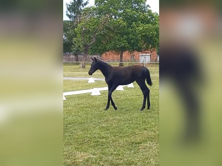 Deutsches Sportpferd Hengst  Rappe in Heiligengrabe