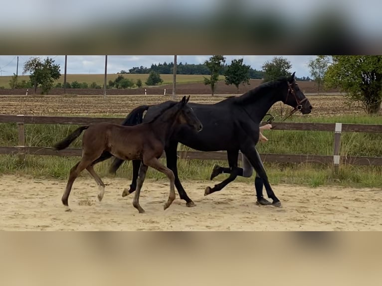 Deutsches Sportpferd Hengst Fohlen (05/2025) Rappe in Behrungen