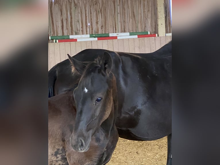 Deutsches Sportpferd Hengst Fohlen (05/2025) Rappe in Behrungen