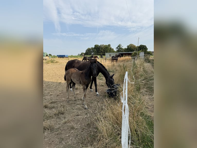 Deutsches Sportpferd Hengst Fohlen (05/2026) Rappe in Neuberg