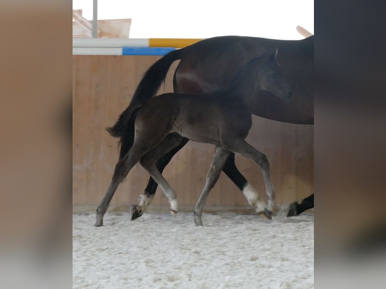 Deutsches Sportpferd Hengst  Rappe in Steinbach-Hallenberg