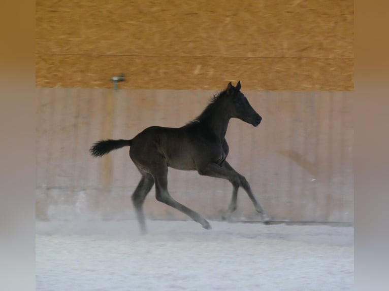 Deutsches Sportpferd Hengst  Rappe in Steinbach-Hallenberg