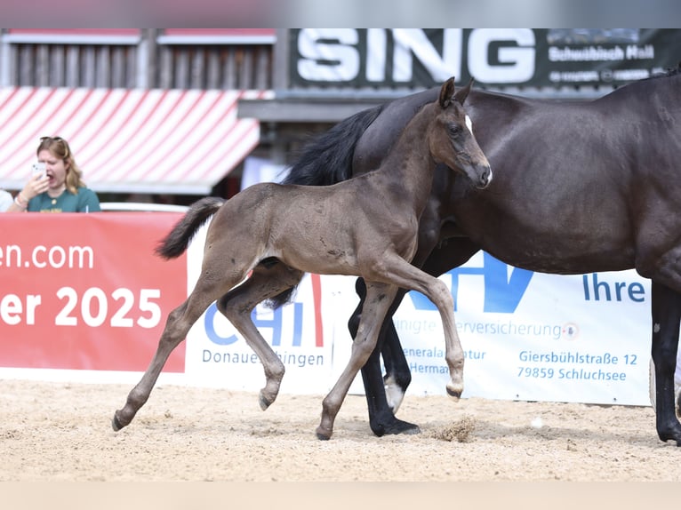 Deutsches Sportpferd Hengst  Rappe in Welzheim