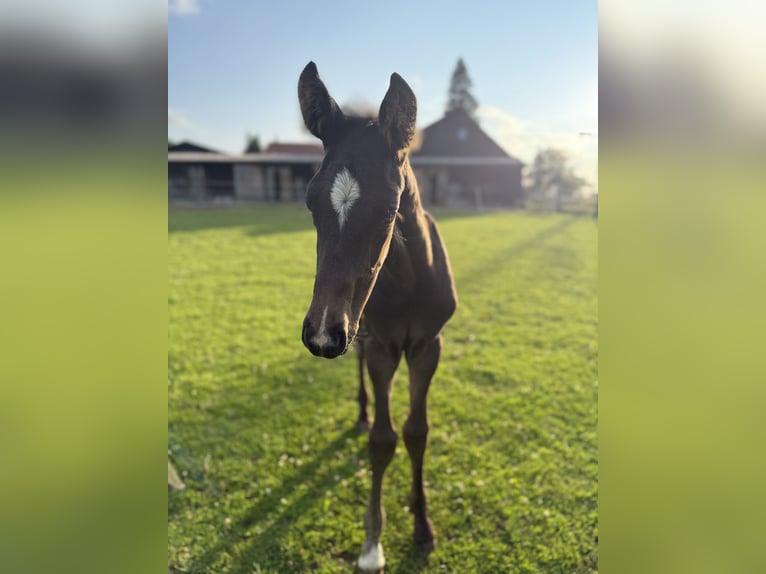 Deutsches Sportpferd Hengst  Rappe in Welzheim
