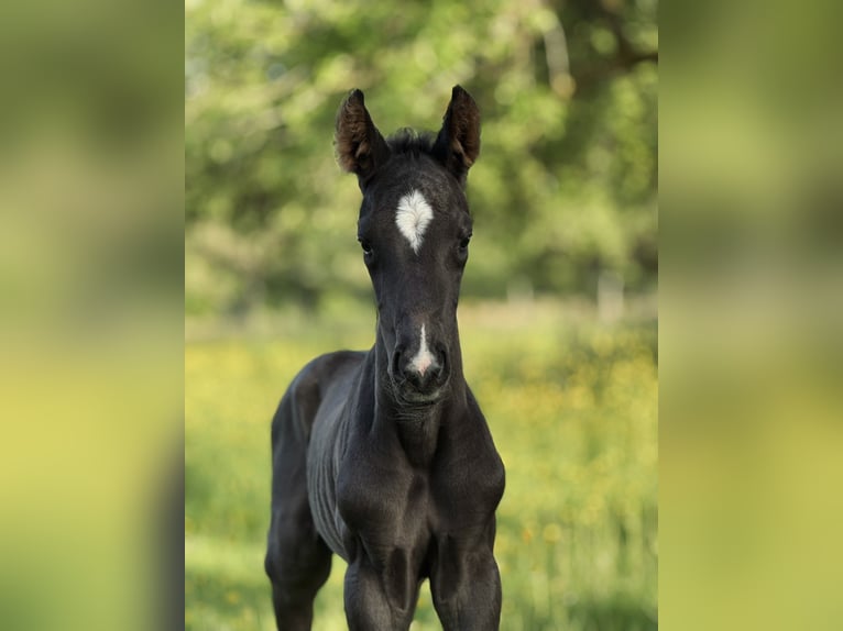 Deutsches Sportpferd Hengst  Rappe in Welzheim