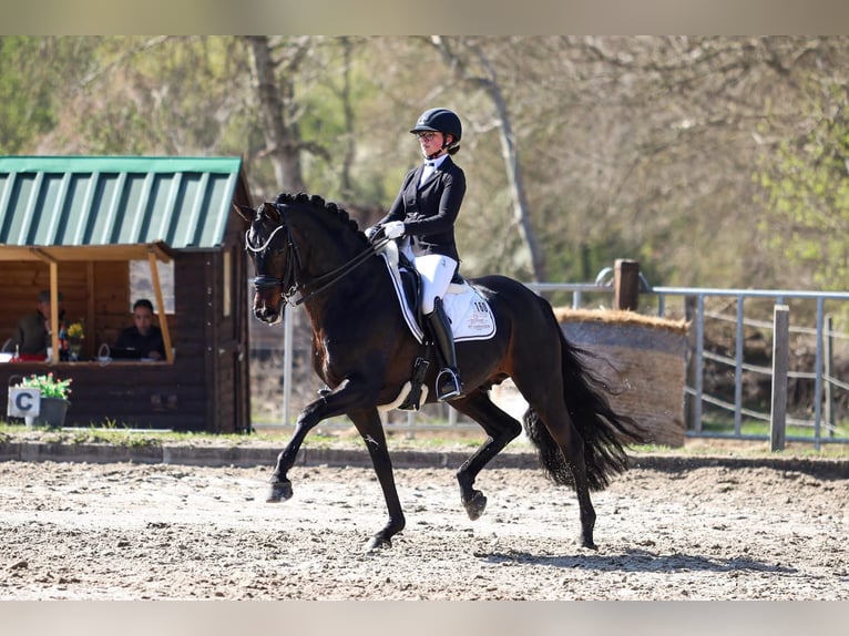 Deutsches Sportpferd Hengst Fohlen (05/2026) Rappe in Börrstadt