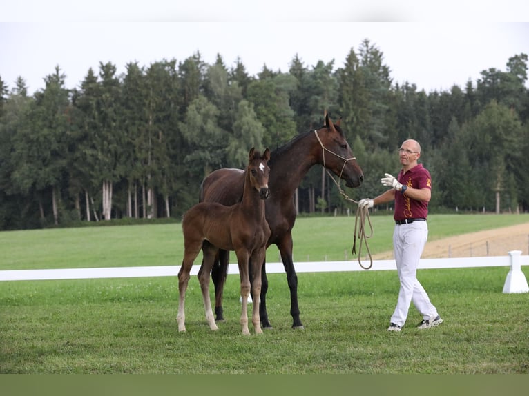 Deutsches Sportpferd Hengst Fohlen (06/2024) Rappe in Postmünster