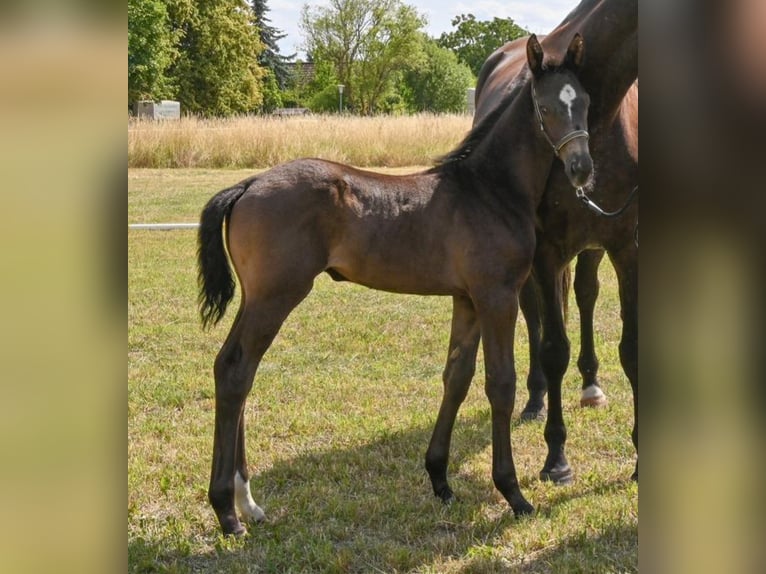 Deutsches Sportpferd Hengst  Rappe in Sch&#xF6;nebeck (Elbe)