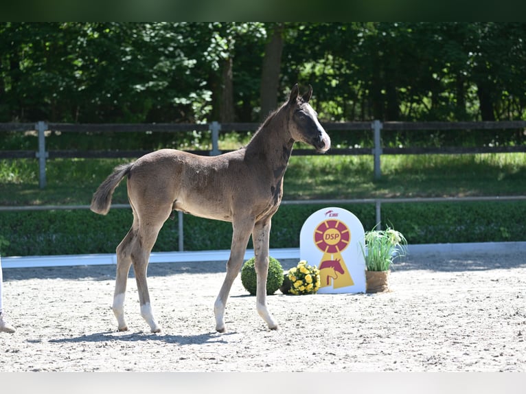 Deutsches Sportpferd Hengst  Rappe in Tangerm&#xFC;nde