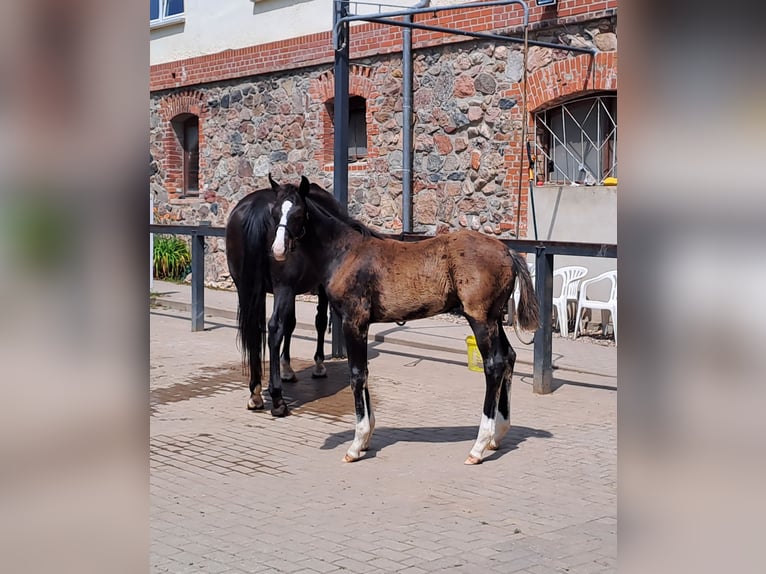 Deutsches Sportpferd Hengst  Rappe in Tangerm&#xFC;nde