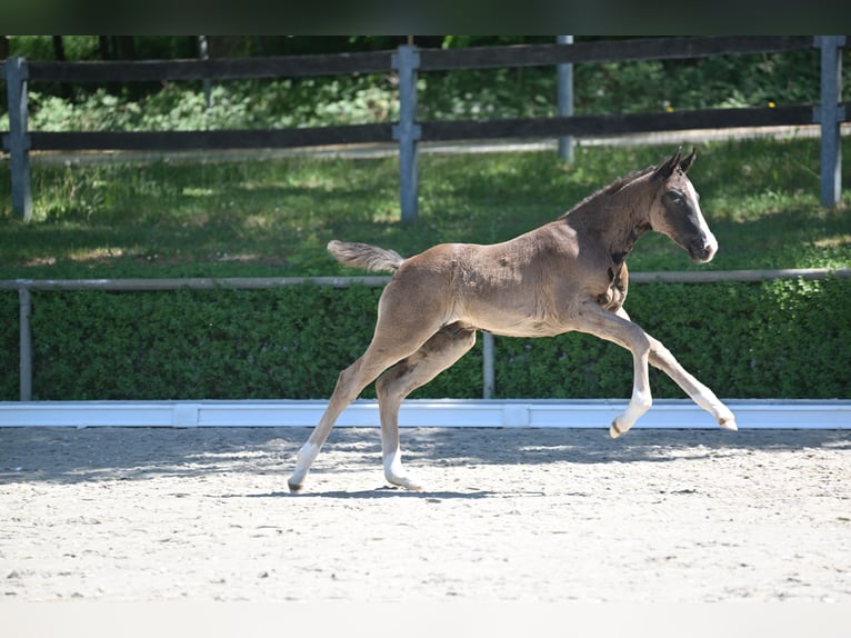 Deutsches Sportpferd Hengst  Rappe in Tangerm&#xFC;nde