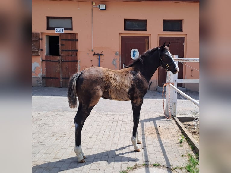Deutsches Sportpferd Hengst  Rappe in Tangerm&#xFC;nde