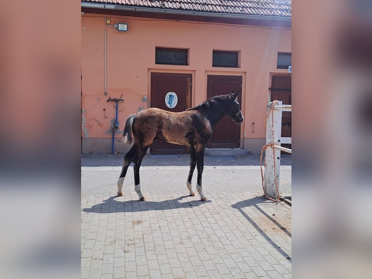 Deutsches Sportpferd Hengst  Rappe in Tangerm&#xFC;nde