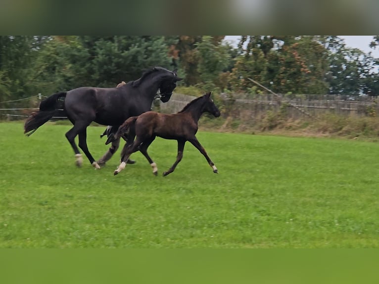 Deutsches Sportpferd Hengst Fohlen (06/2025) Rappe in Zeulenroda